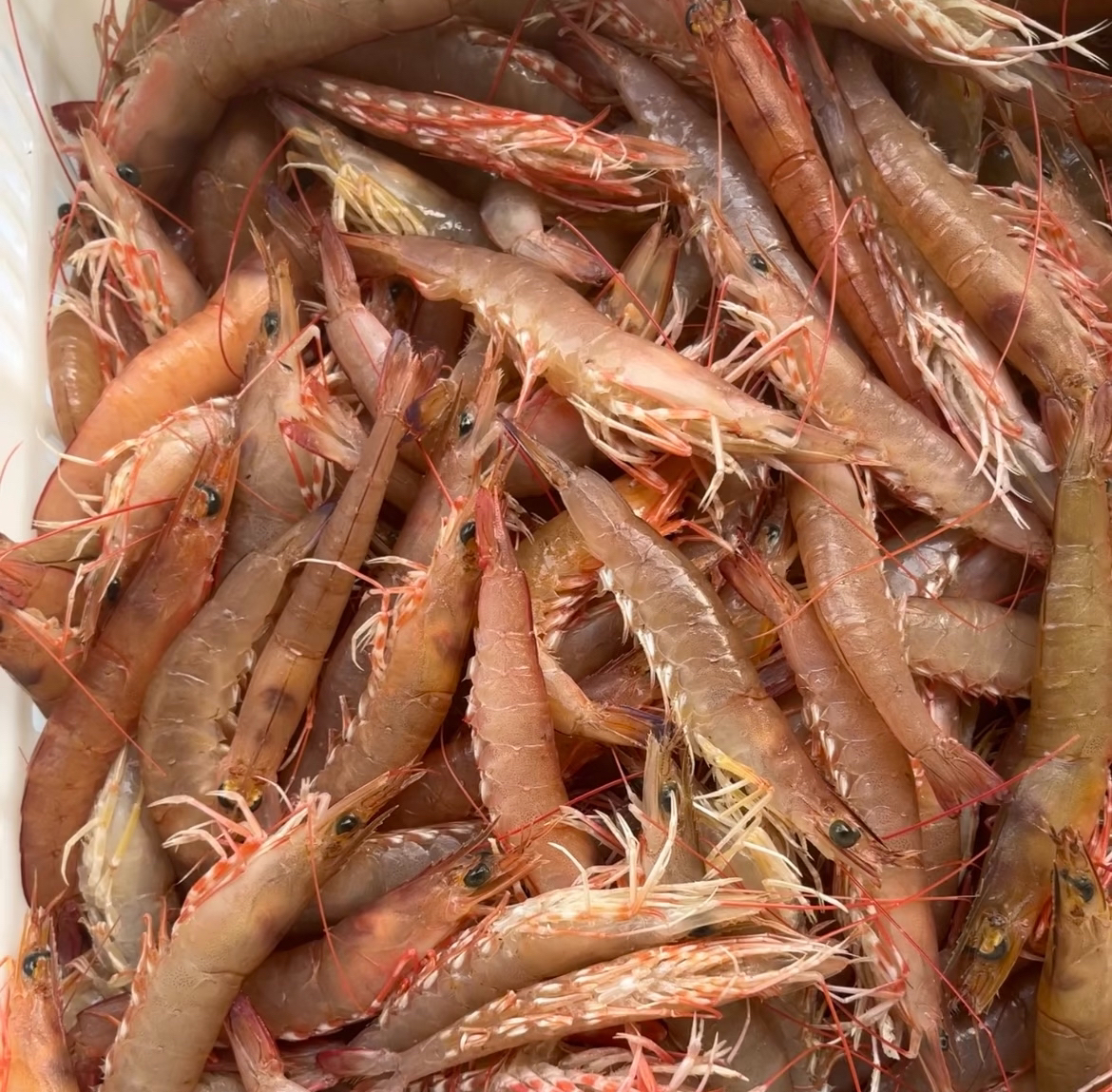 博贺港野生海麻虾沙卢虾18-22头海捕活冻部分带膏顺丰冷链包邮