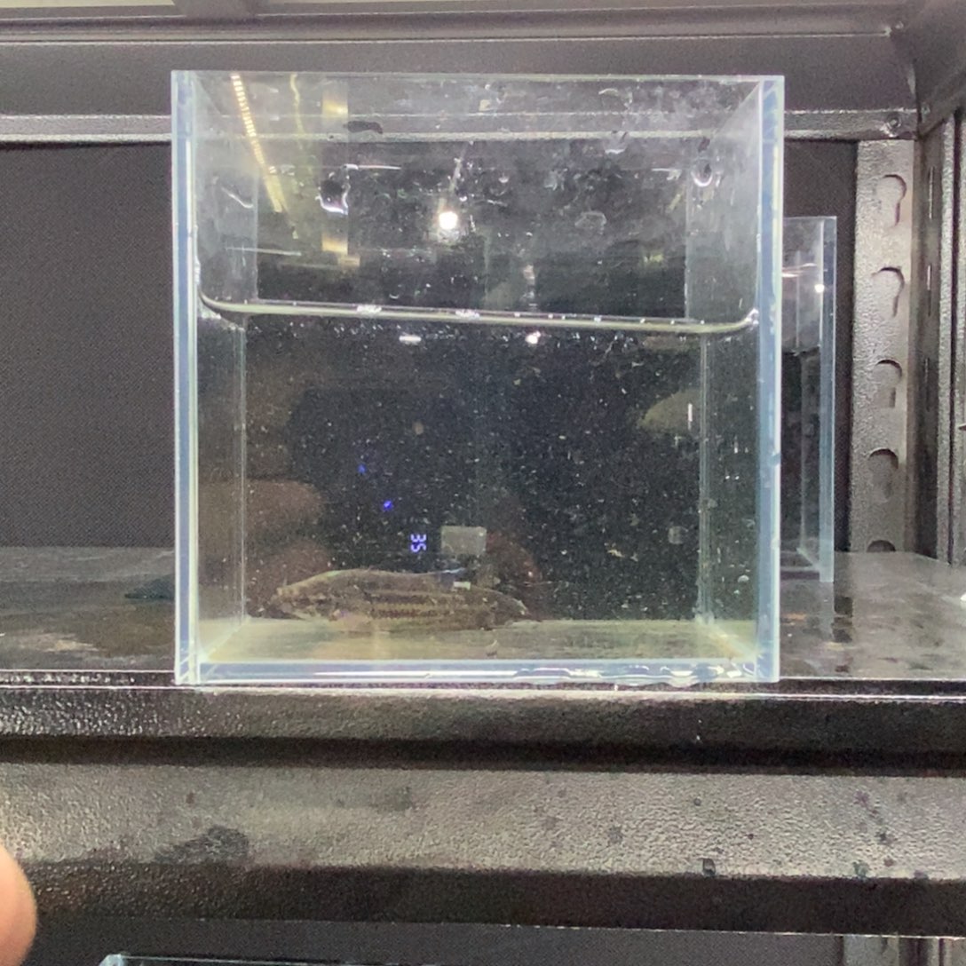 斗鱼包活不包损所见即所得035