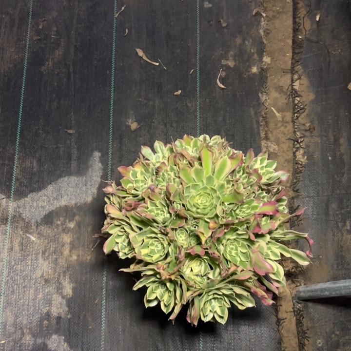 21白凤多肉多肉多肉