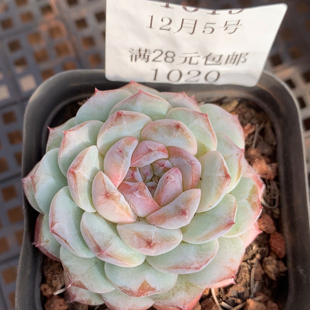 【闪购商品】云1020号