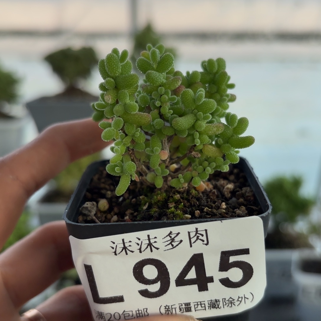 945金桔枝干很杏福利