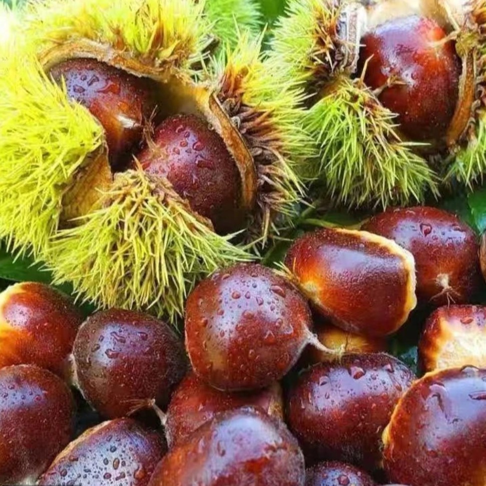 |买三送二斤|丹东高山老树板栗生板栗新货炖鸡难剥皮非锥栗不开口