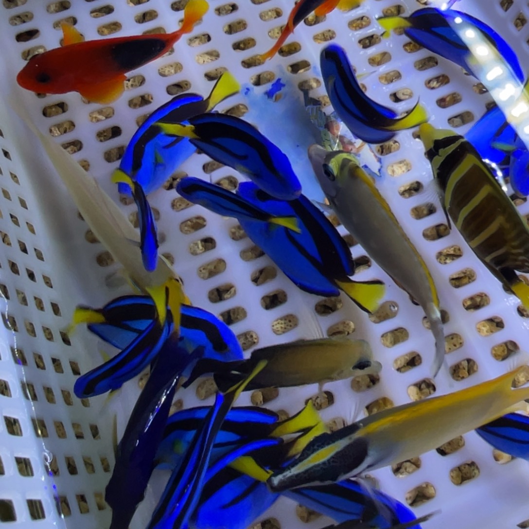 海水鱼飘飘一条顺丰包邮