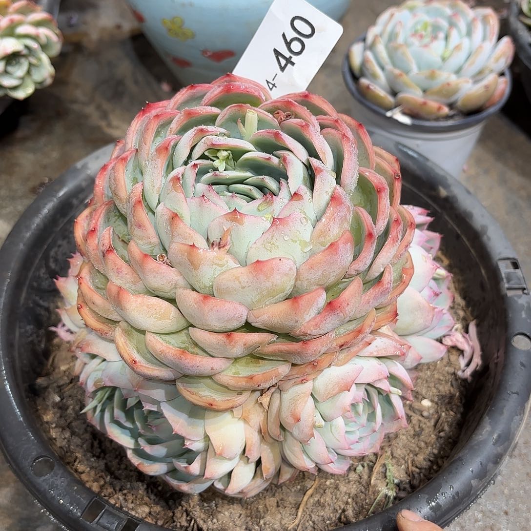 同温层多肉侧影460