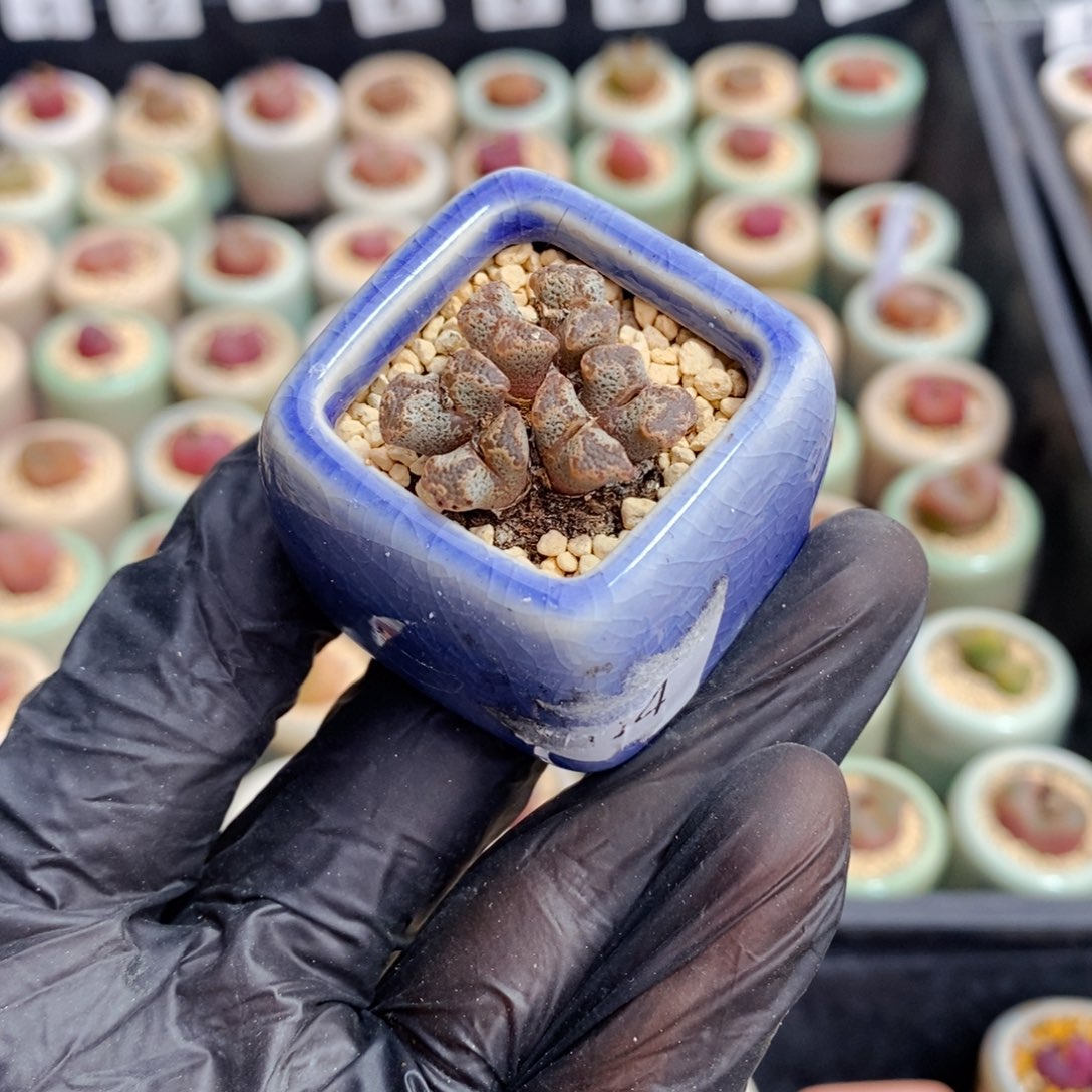 3661-一物一拍 带盆