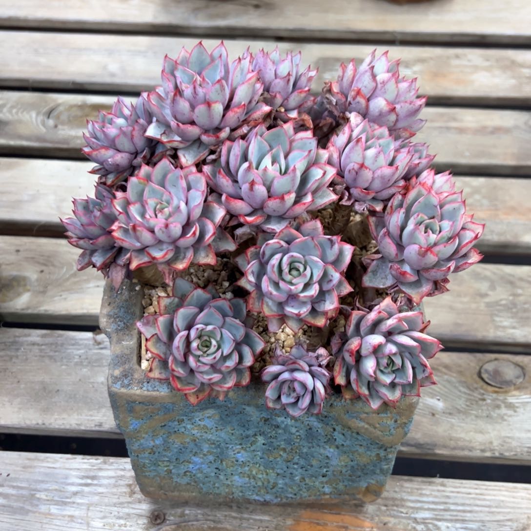 赫拉68 零零多肉植物