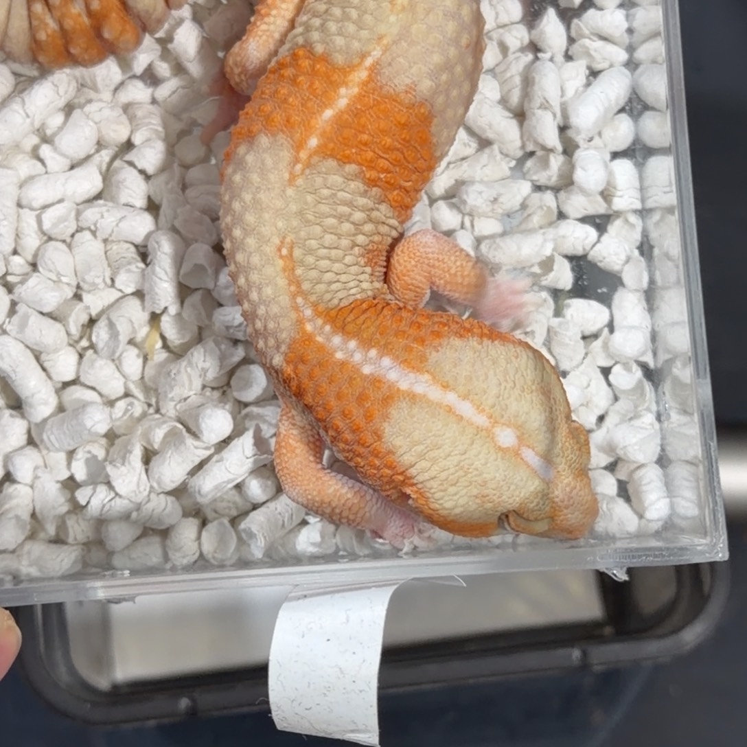 肥尾守宫三文鱼h直公11.1克全品健康稳冻