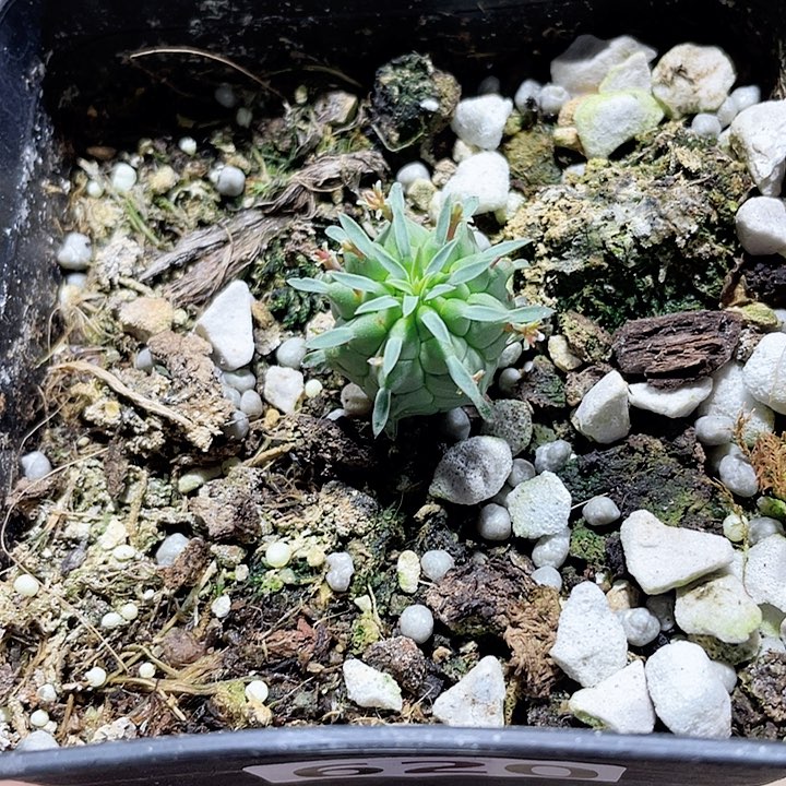 620实生群星冠大戟