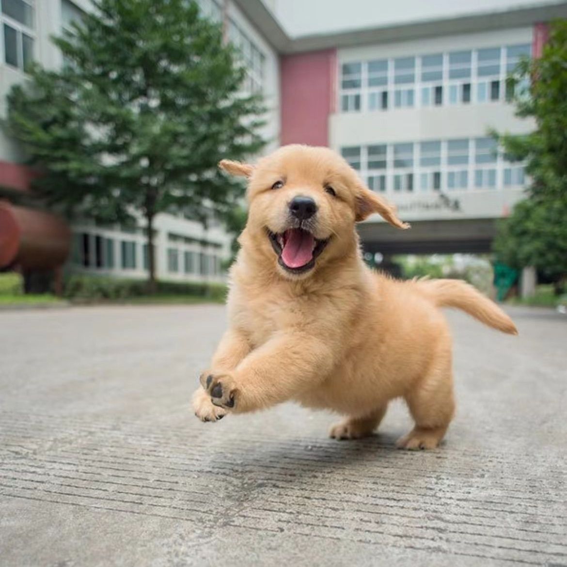 金毛幼犬混血金毛幼犬宠物狗活物金毛金毛小金毛纯帅气家养