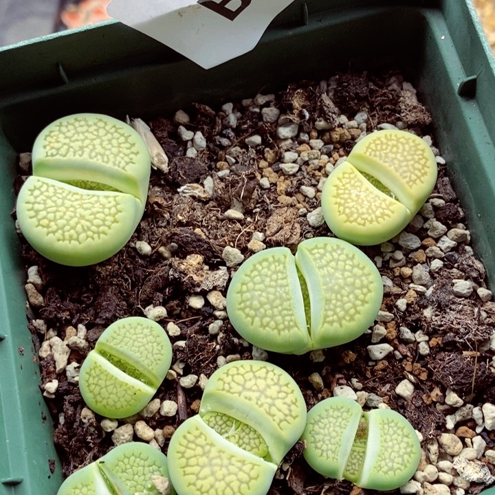 我是一只小小鸟地域鬼221