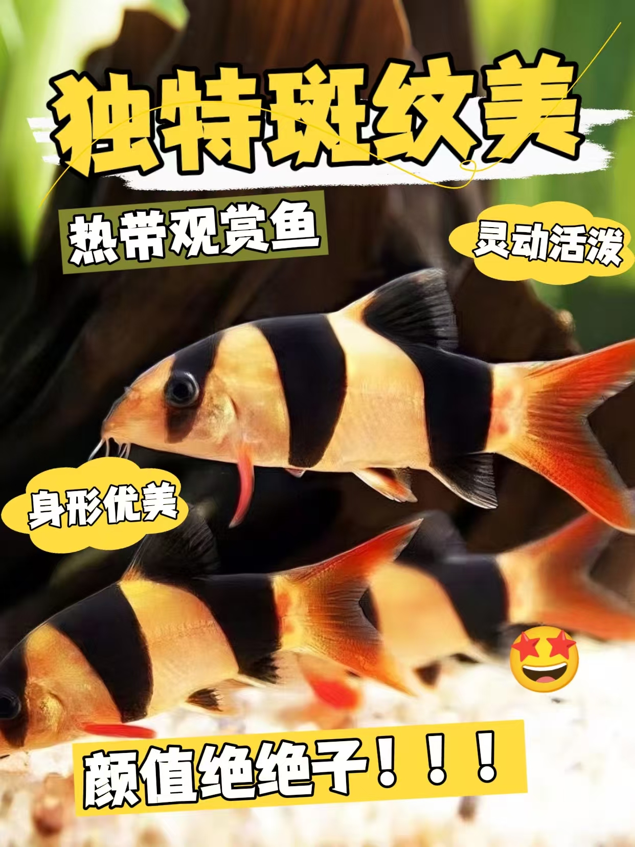 三间鼠热带观赏鱼清洁鱼缸残渣可混养高端底层搭配鱼活体