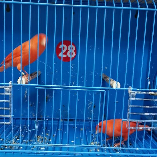 娜***娜虎皮鹦鹉虎皮鹦鹉大红袍一公一母