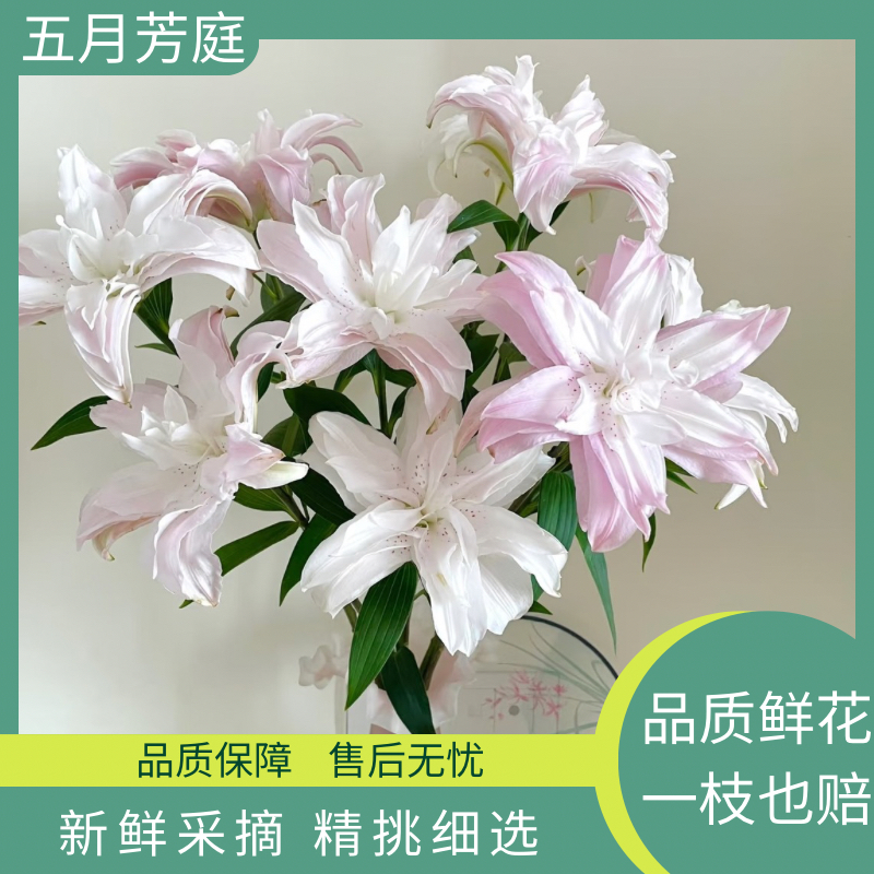 多头【莲花皇后】【新鲜百合花】#基地直发#鲜花#直播鲜花重瓣百合
