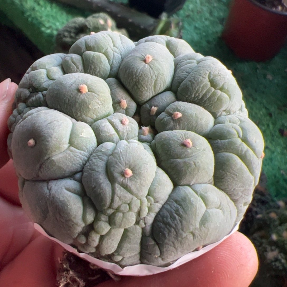 落地大尤仙仙人球639