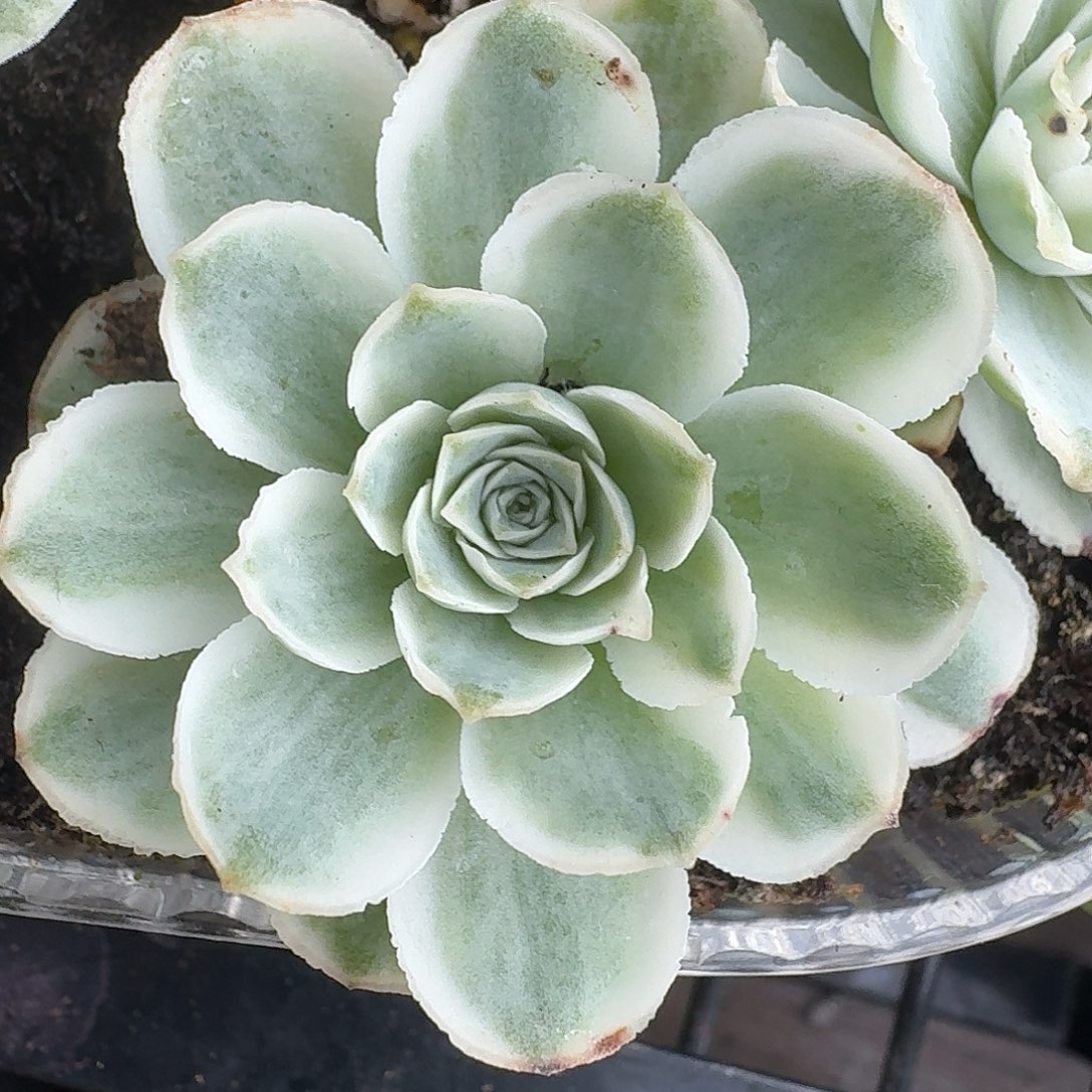 开播福利秋夕单头一物一拍