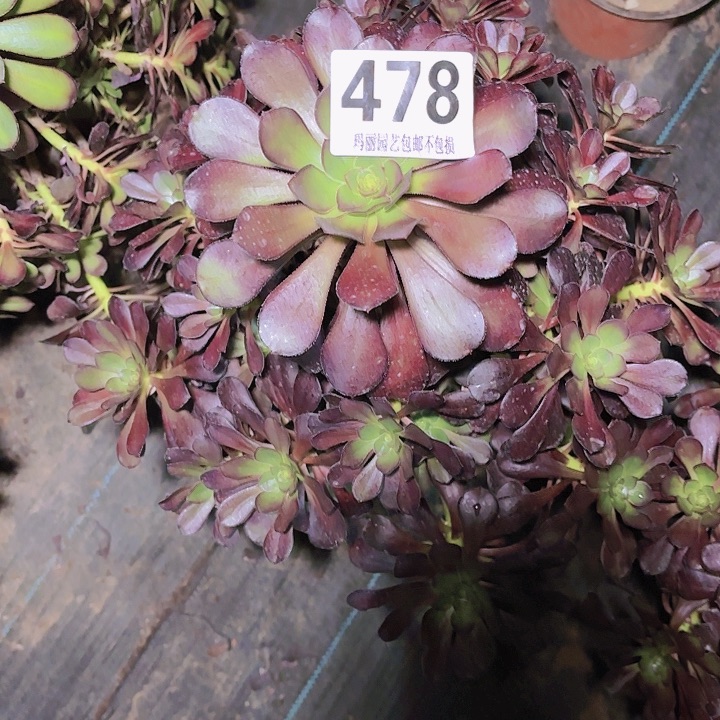 【闪购商品】蜂**人478晚霞2-14