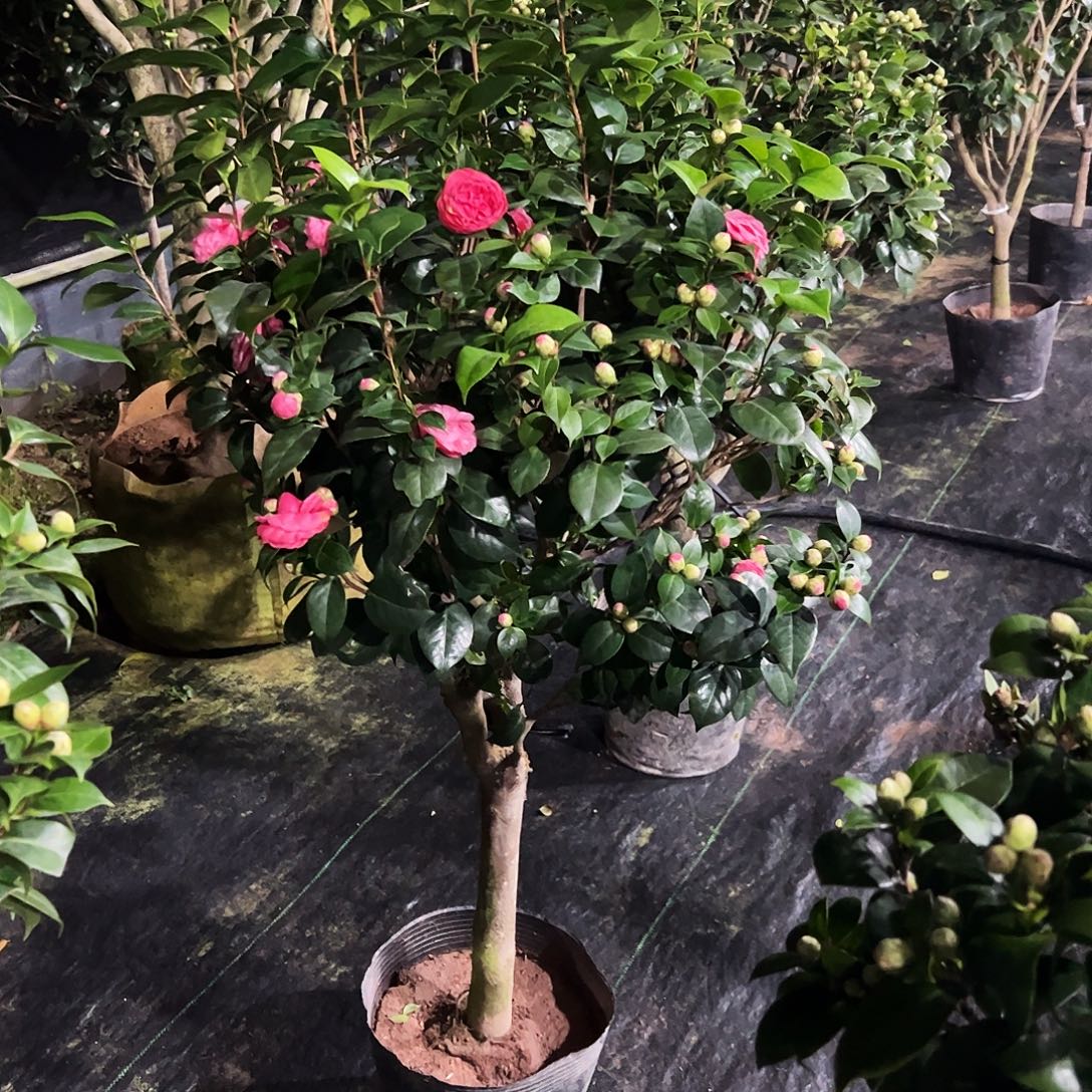 全部花朵十八学士茶花