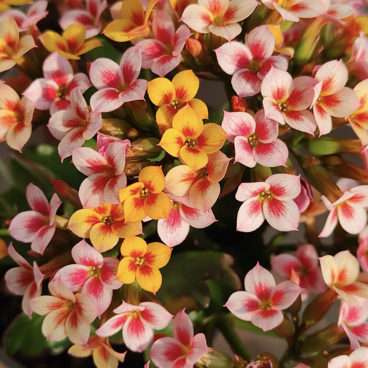 【彩色布丁（昊景130盆）】稀有品种单瓣变色长寿花四季开花好养活