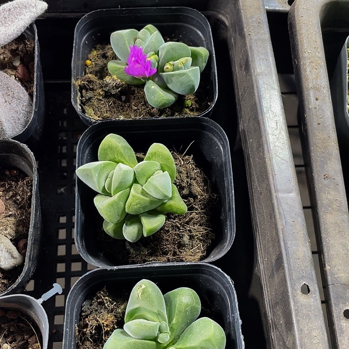 无比玉到盆土发货