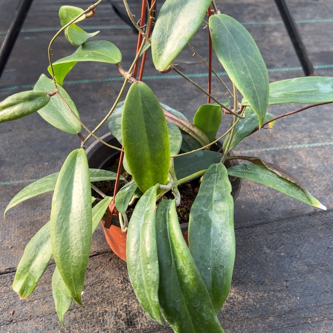 幽***生无花朵火红球兰品种