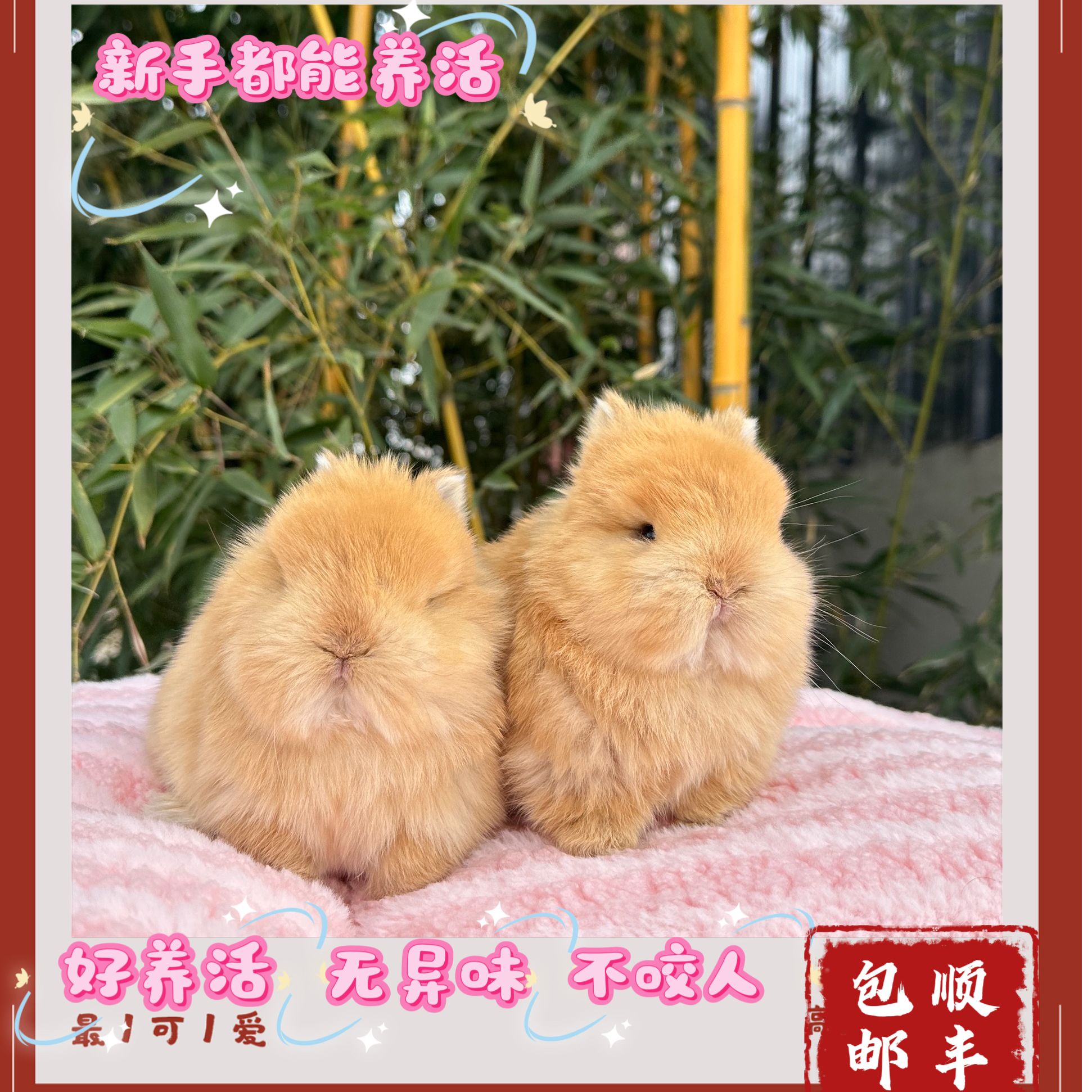 （小波比）可爱侏儒兔兔