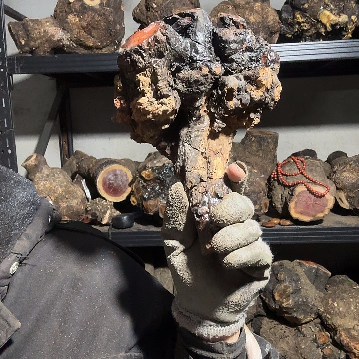 哥***长香榧木火琉璃的故事是一个人