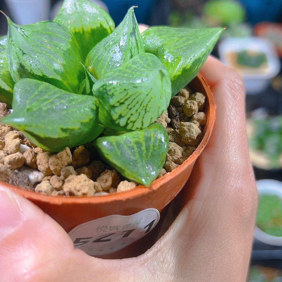 T***C5211玉露多肉植物一颗