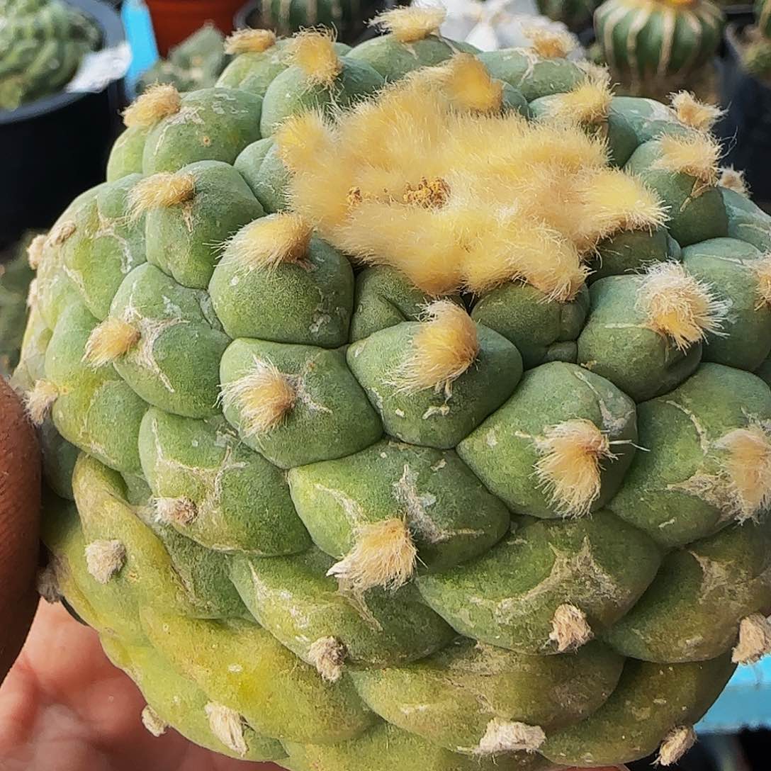 佛头386萝卜根的