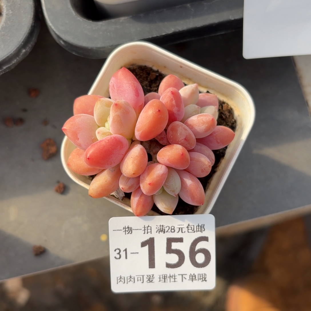 樱花奶无盆土发货无