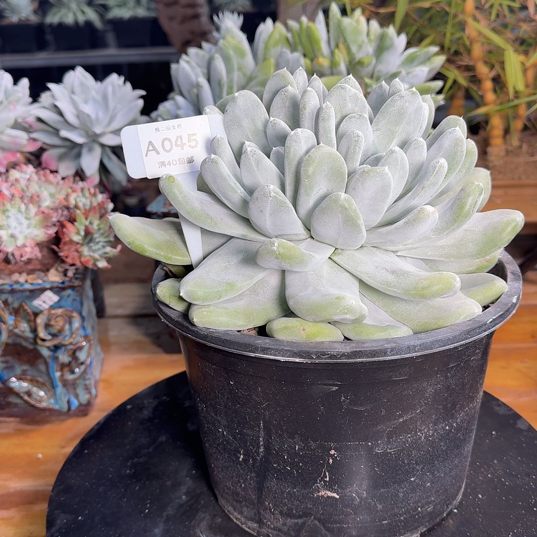 汤****多肉植物仙女杯1219A045