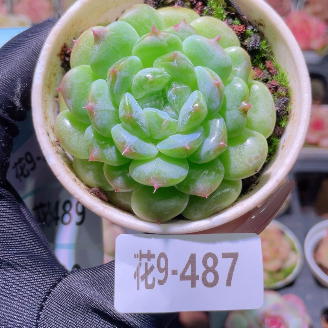 花利美9-487秘境冰魄