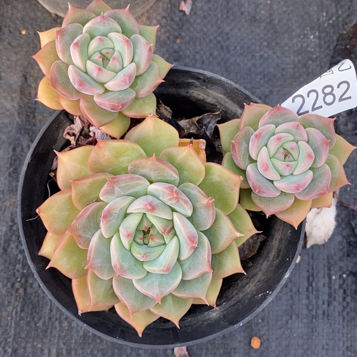 2282杂交老桩基地～12厘米