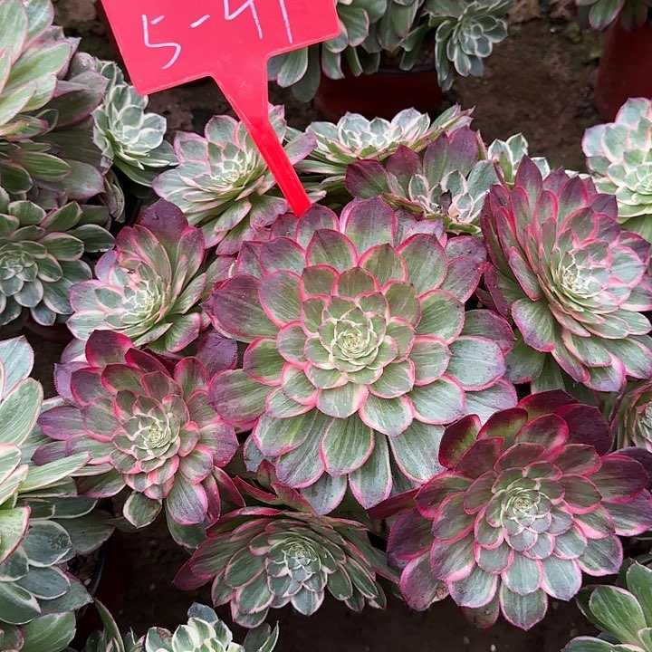 5-41莲花座多肉法师