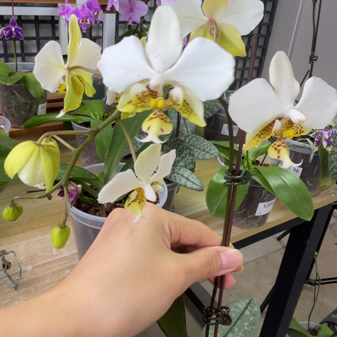 完全开放香白史-1046