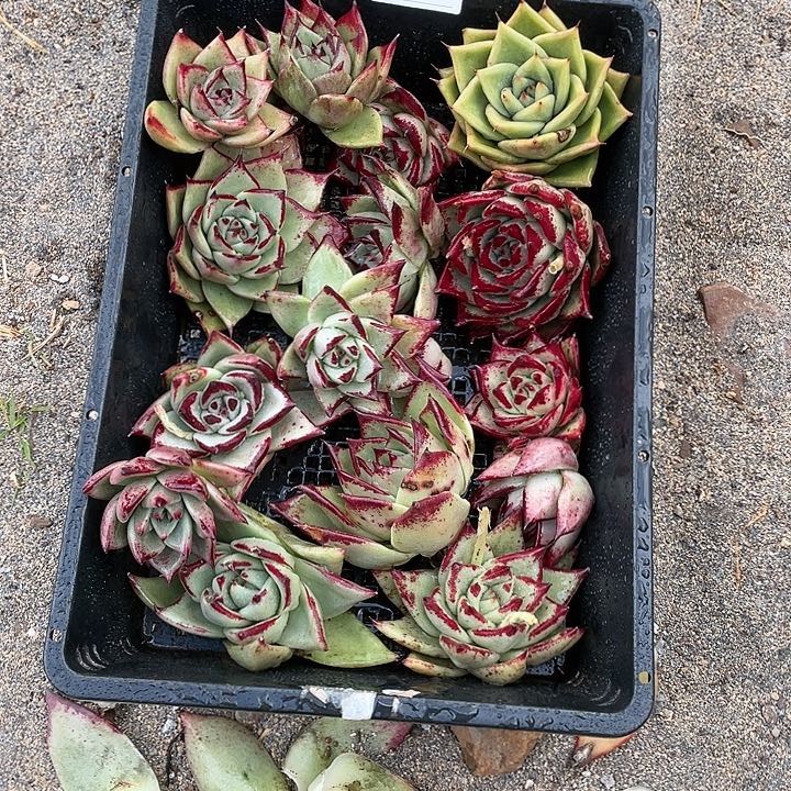 若如东云单拍A247