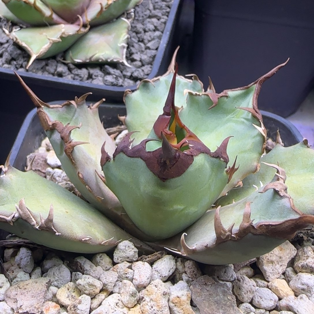 实生5号啦啦啦啦啦啦