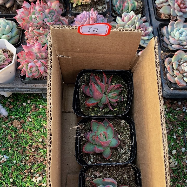 A381惊鸿仙子多肉