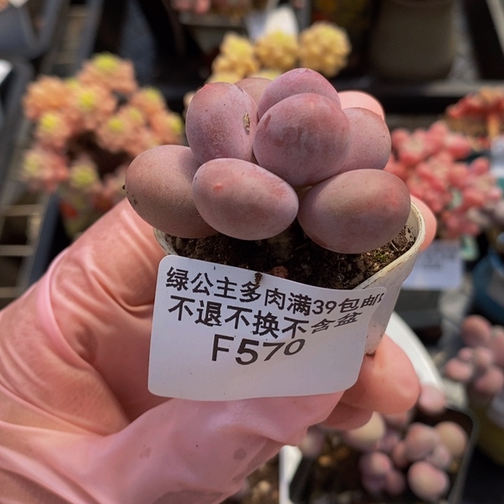 蛋黄奶4cm570多肉植物