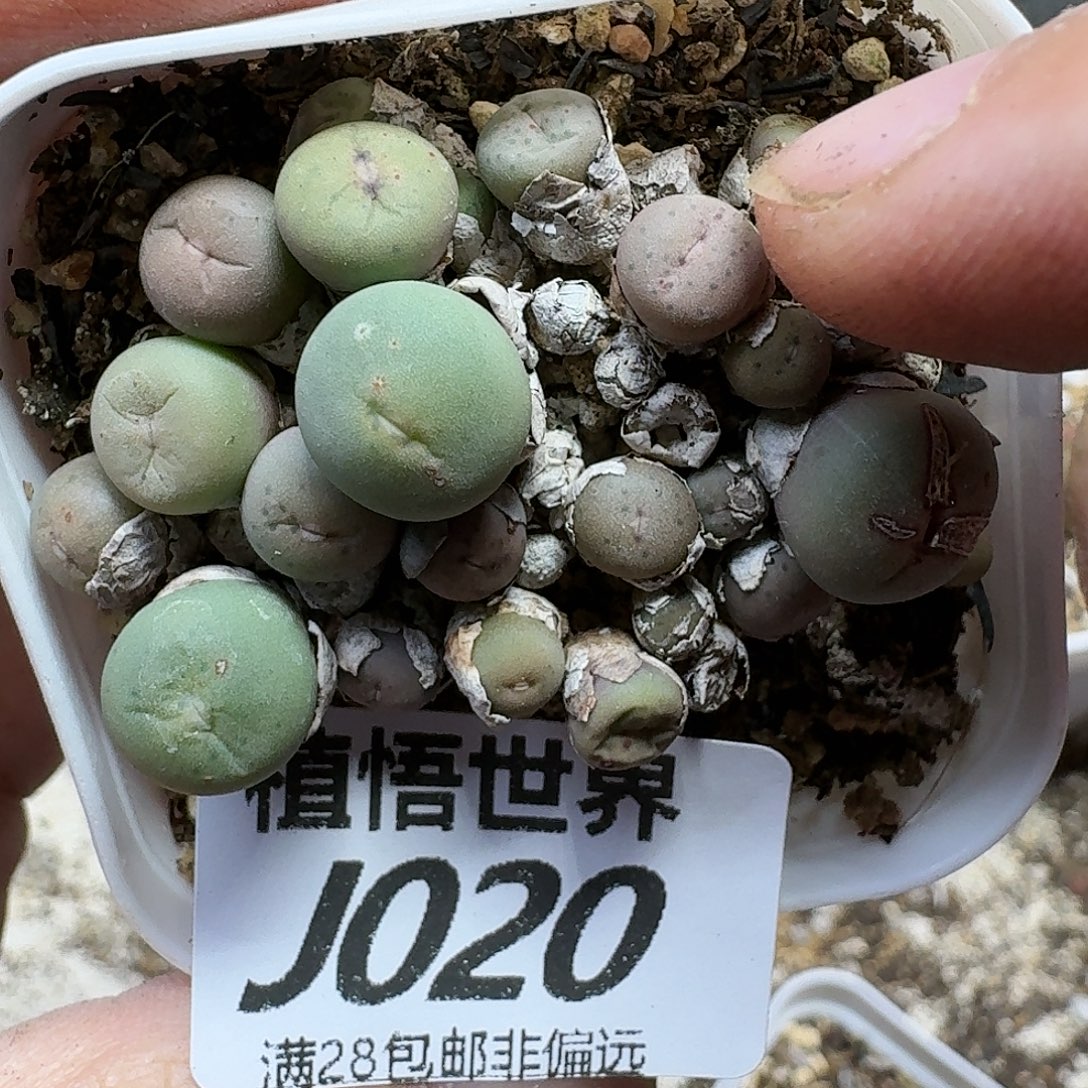 多肉植物的润泽的润泽