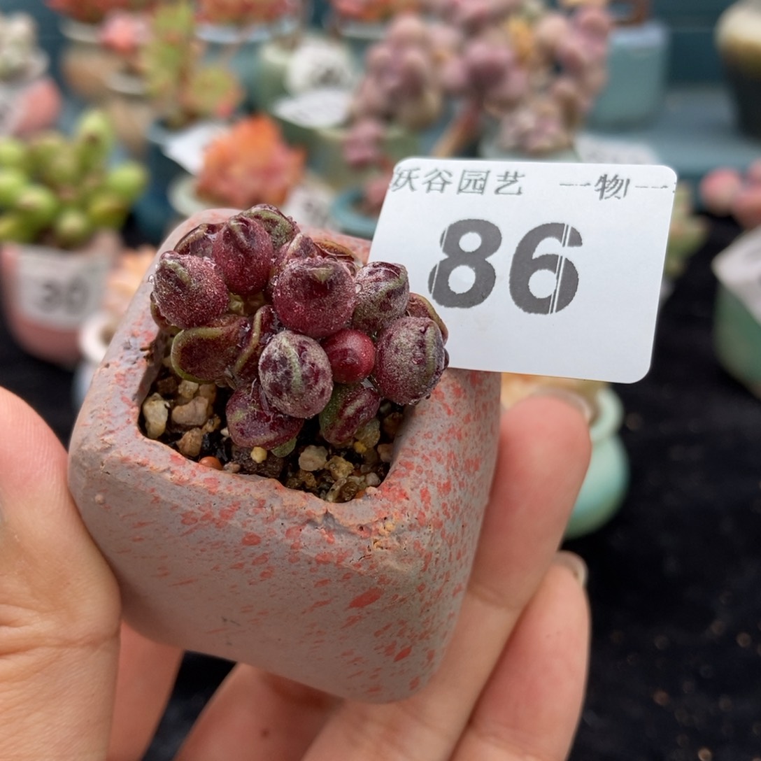 86鼓棰带盆土发货11111