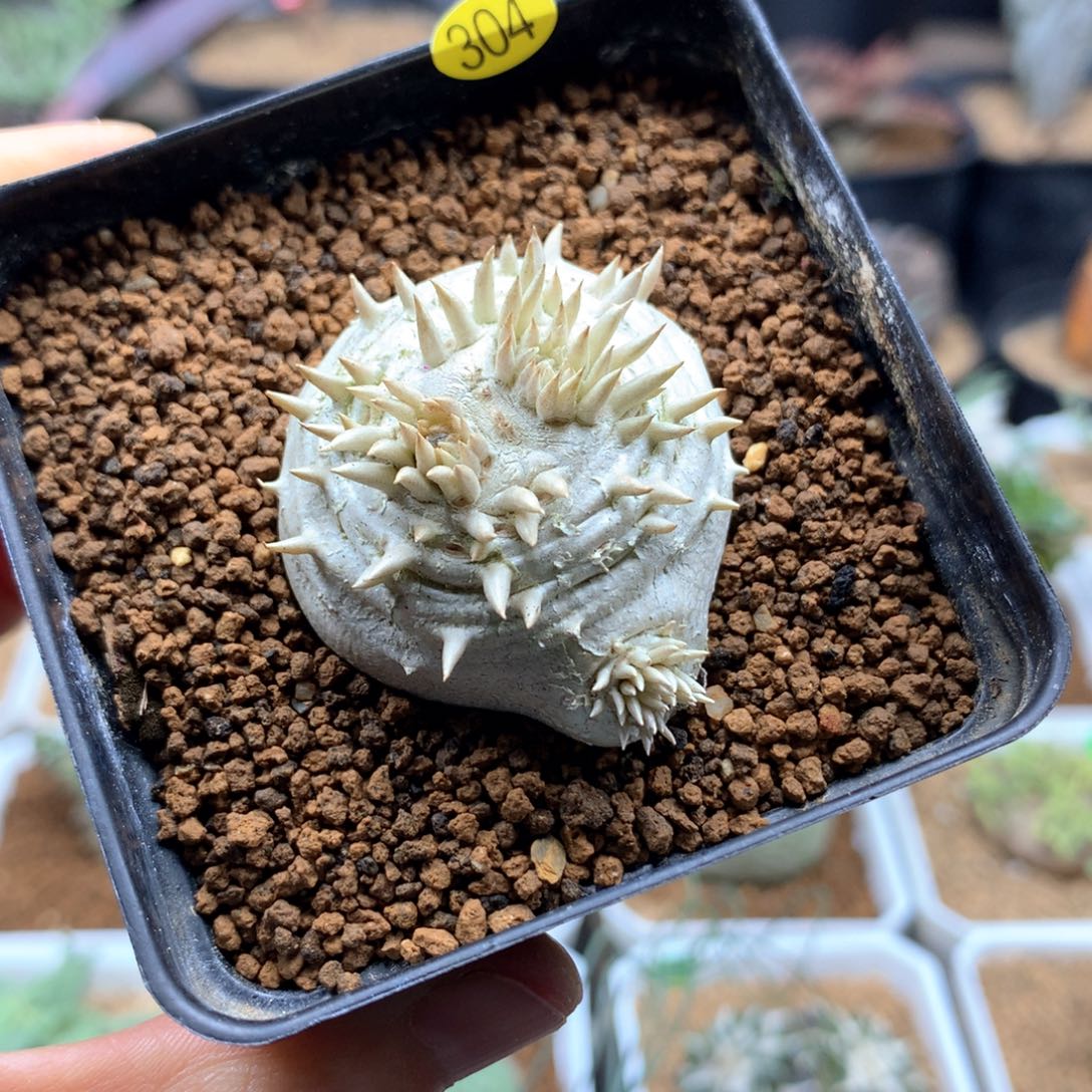 惠比须笑带盆多肉 304