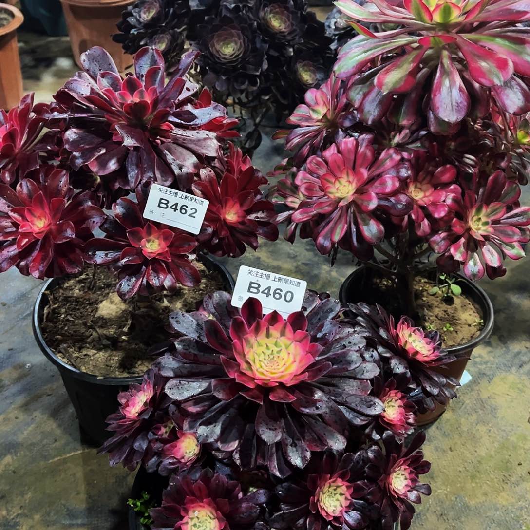 卖****姐多肉460461462月亮女神，香奈儿，美杜莎