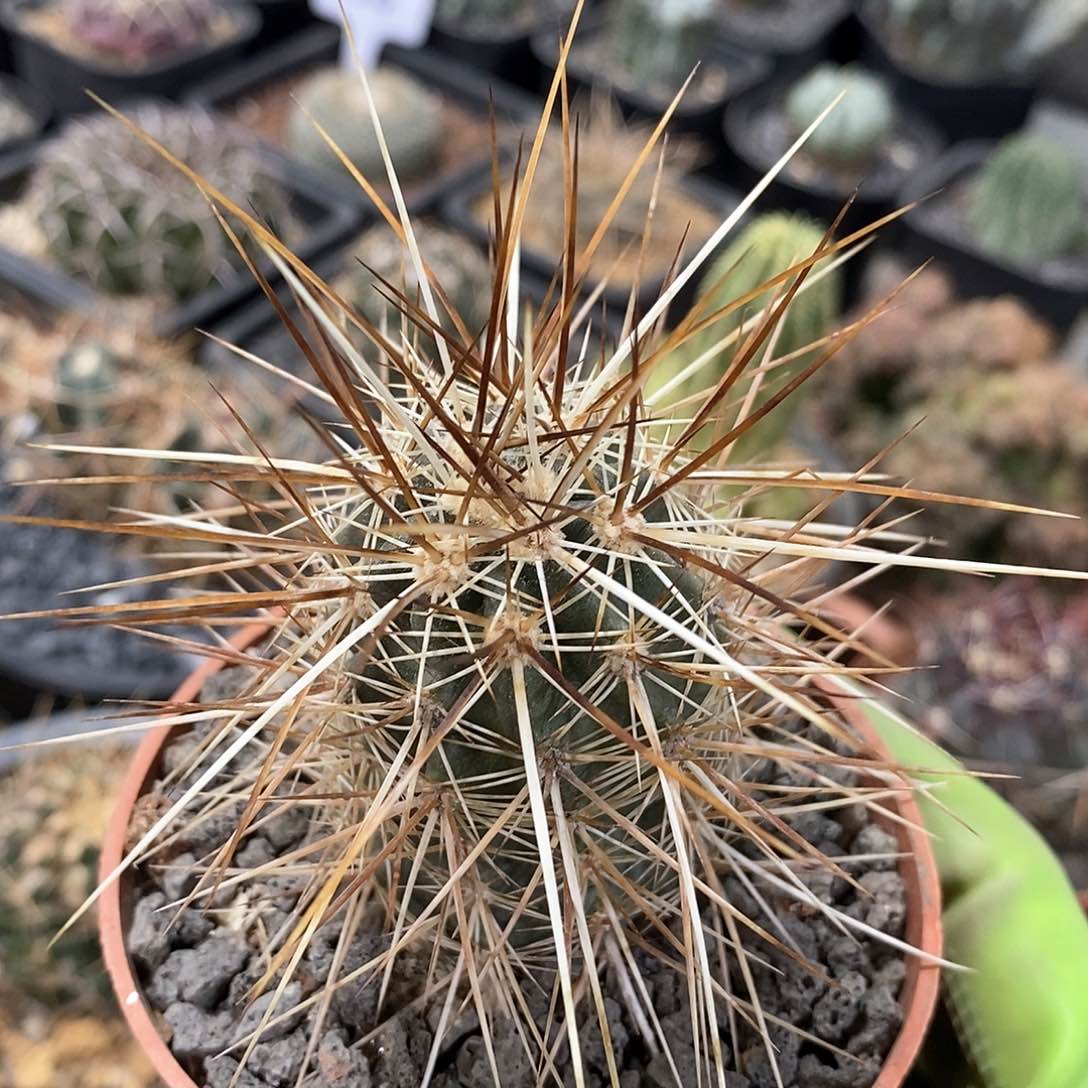 实生犰狳司虾仙人球