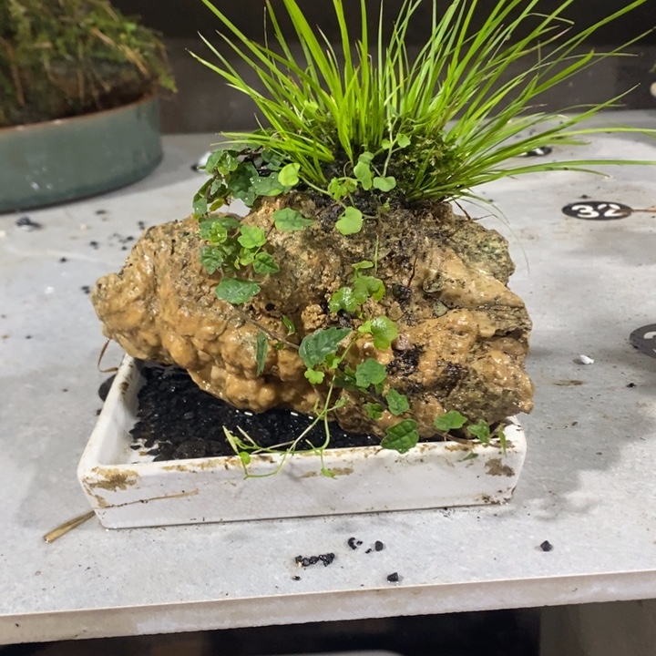 *****无花朵退款拉黑拉黑180