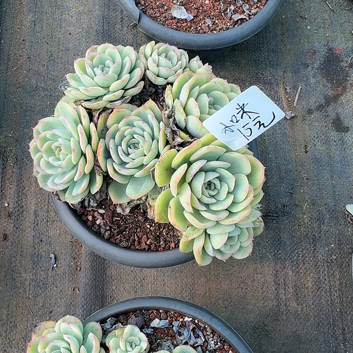 小***咪多肉植物一物一拍小咪