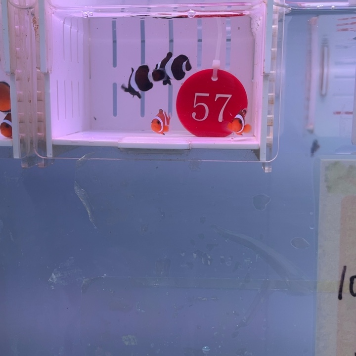 海水鱼精品混搭6条2-3