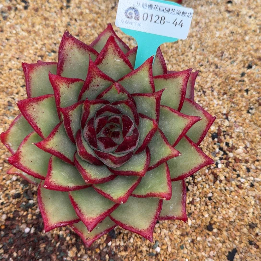 从前慢花园多肉0128-44