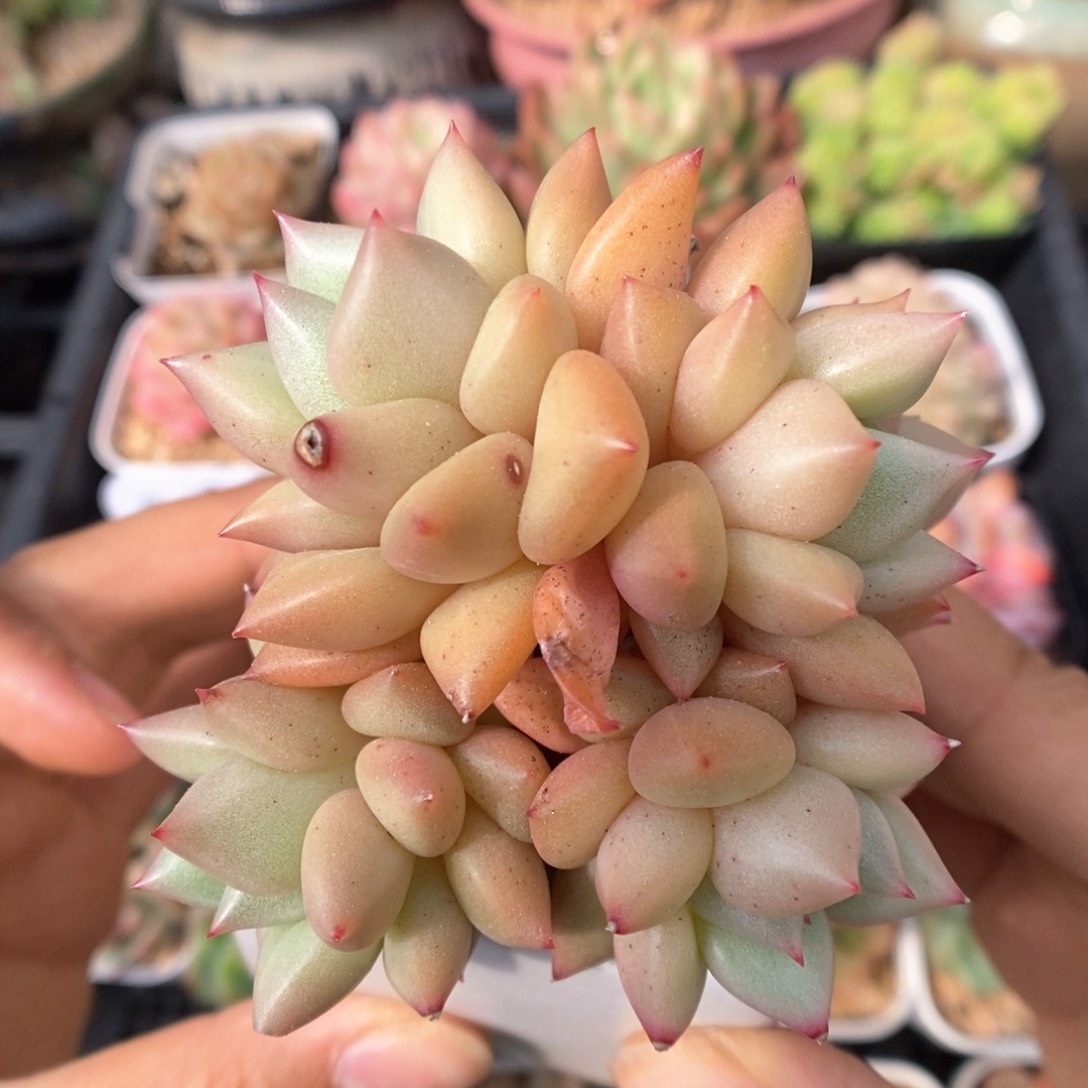 黄金象牙群生带瓷盆