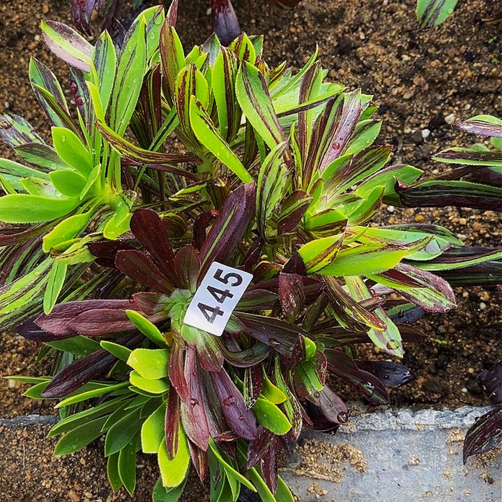 445水墨丹青多肉植物处理不售后