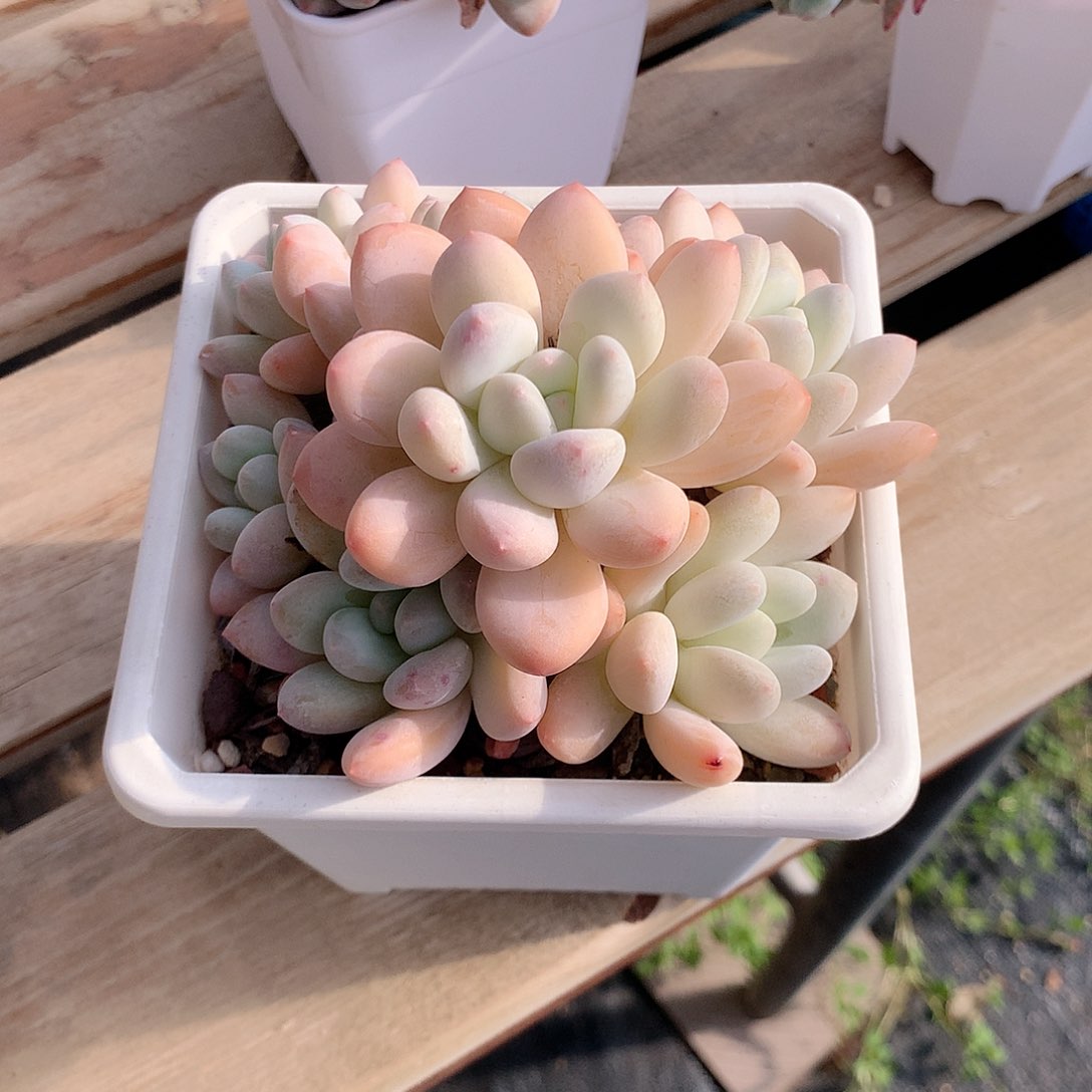 香水老桩多肉植物老桩